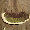 shelf mushroom