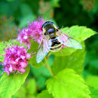 Hover Fly