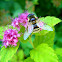 Hover Fly