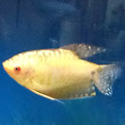 Gold Gourami