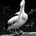 Australian pelican