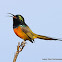 Orange-breasted Sunbird