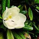 Southern magnolia