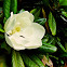 Southern magnolia