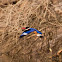 Azure Kingfisher