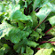 Beets