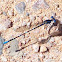 Blue-Ringed Dancer Damselfly