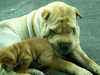 Vendo Cachorros Shar Pei