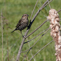 Red-winged blackbird (female)