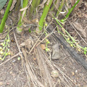 Cardamom