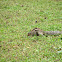 Indian palm squirrel