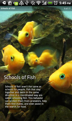 【免費教育App】Fish Photo Book-APP點子