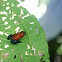 "Blue Jeans" Poison Dart Frog