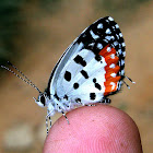 Red Pierrot