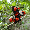 Rosary Pea