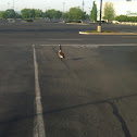 Canada Goose