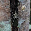Two-taliled spider