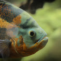 Oscar fish