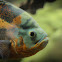 Oscar fish