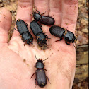 Horned Passalus