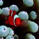 Clownfish