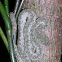 Eyelash viper
