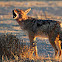 Black backed Jackal