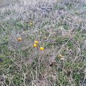 Nightshade or horsenettle