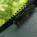 Indian paper wasp