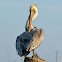 Brown Pelican
