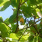 Anacardium occidentale. Anacardo