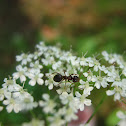 Ant