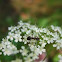 Ant