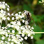 Bald faced hornet