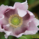 Opium poppy
