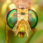 Melon Fly