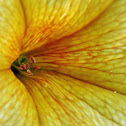 Yellow Petunia