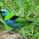 Green-headed Tanager