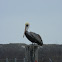Brown Pelican