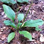 Plantain