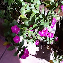 Pink Periwinkle