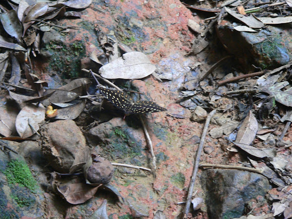 Spotting Image 1