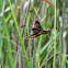 Widow Skimmer dragonfly