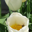Wasp