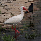 White Ibis
