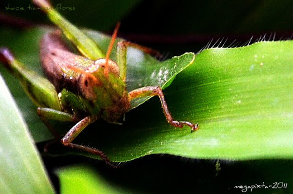 Spotting Image 1