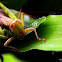 grasshopper