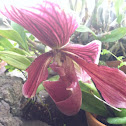 Lady's slipper orchid
