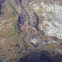 California Newt