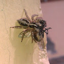 Pantropical Jumper with fly